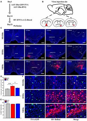 Different Subgroups of Cholinergic Neurons in the Basal Forebrain Are Distinctly Innervated by the Olfactory Regions and Activated Differentially in Olfactory Memory Retrieval